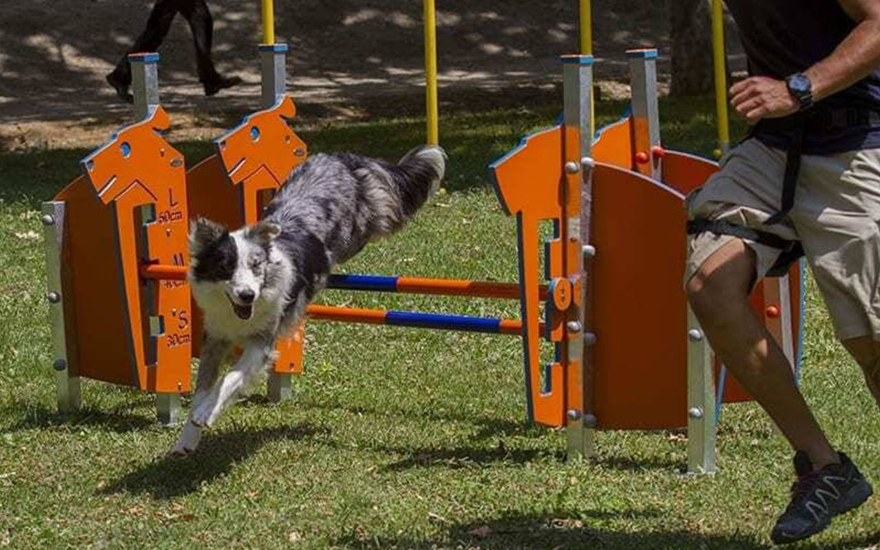 SPREAD HURDLES - SPREAD HURDLES - AGILITY DOG