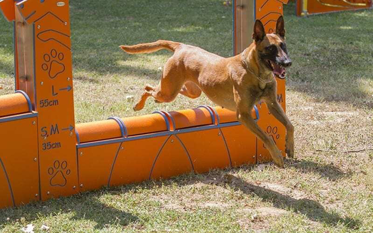 WALL S M - WALL S M - AGILITY DOG