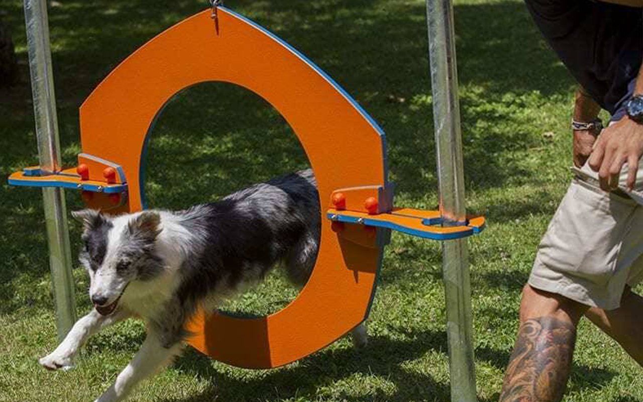 TYRE - TYRE - AGILITY DOG