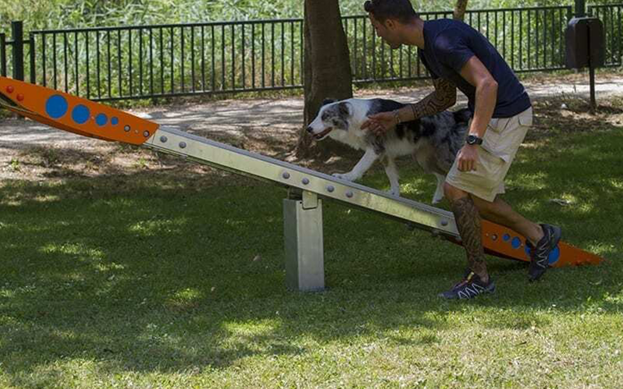 SEE SAW - SEE SAW - AGILITY DOG
