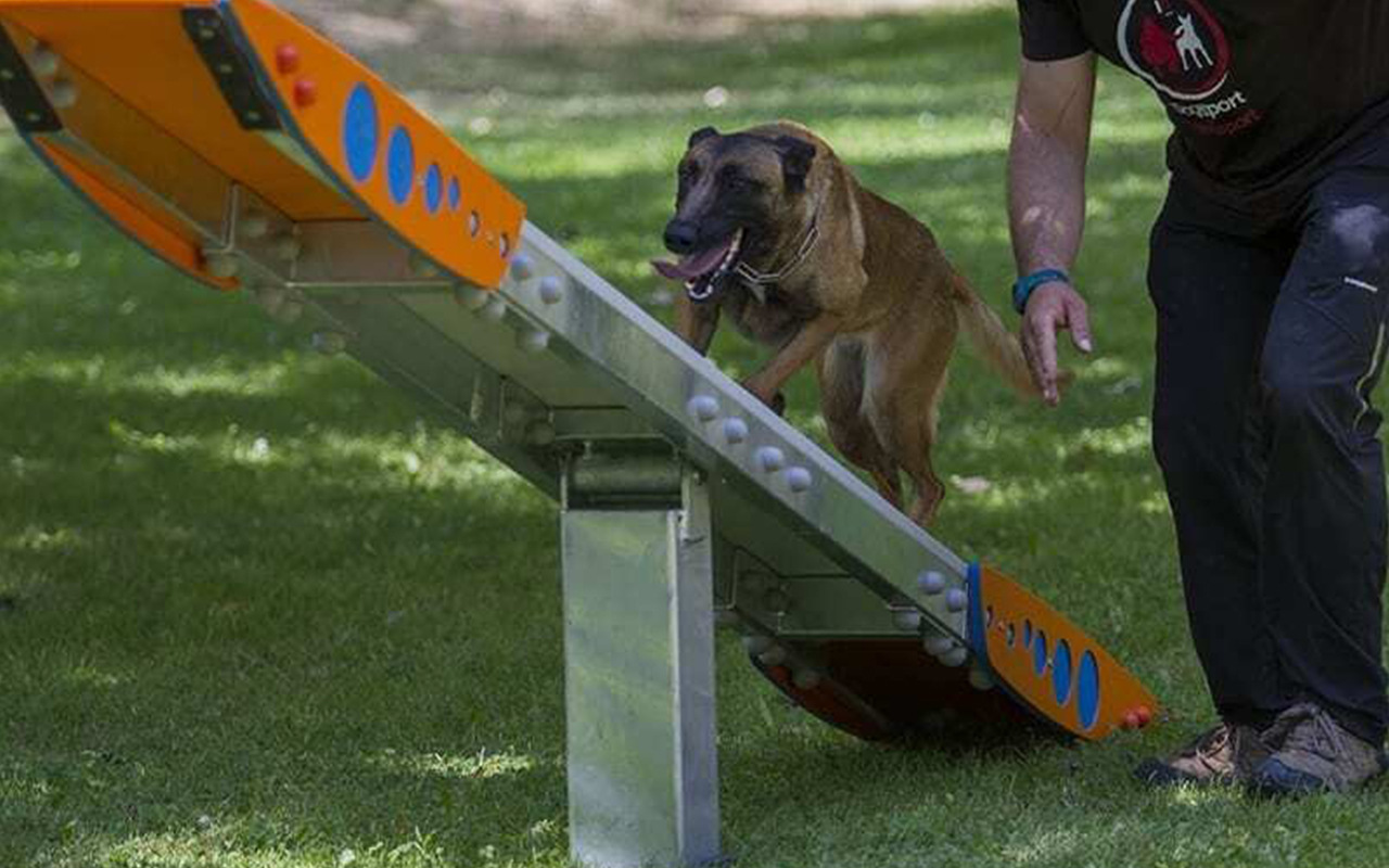 SEE SAW - SEE SAW - AGILITY DOG