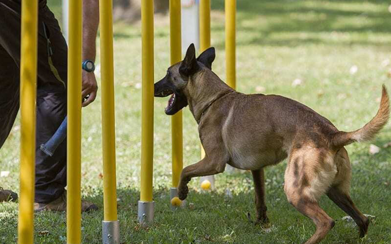 SLALOM - SLALOM - AGILITY DOG