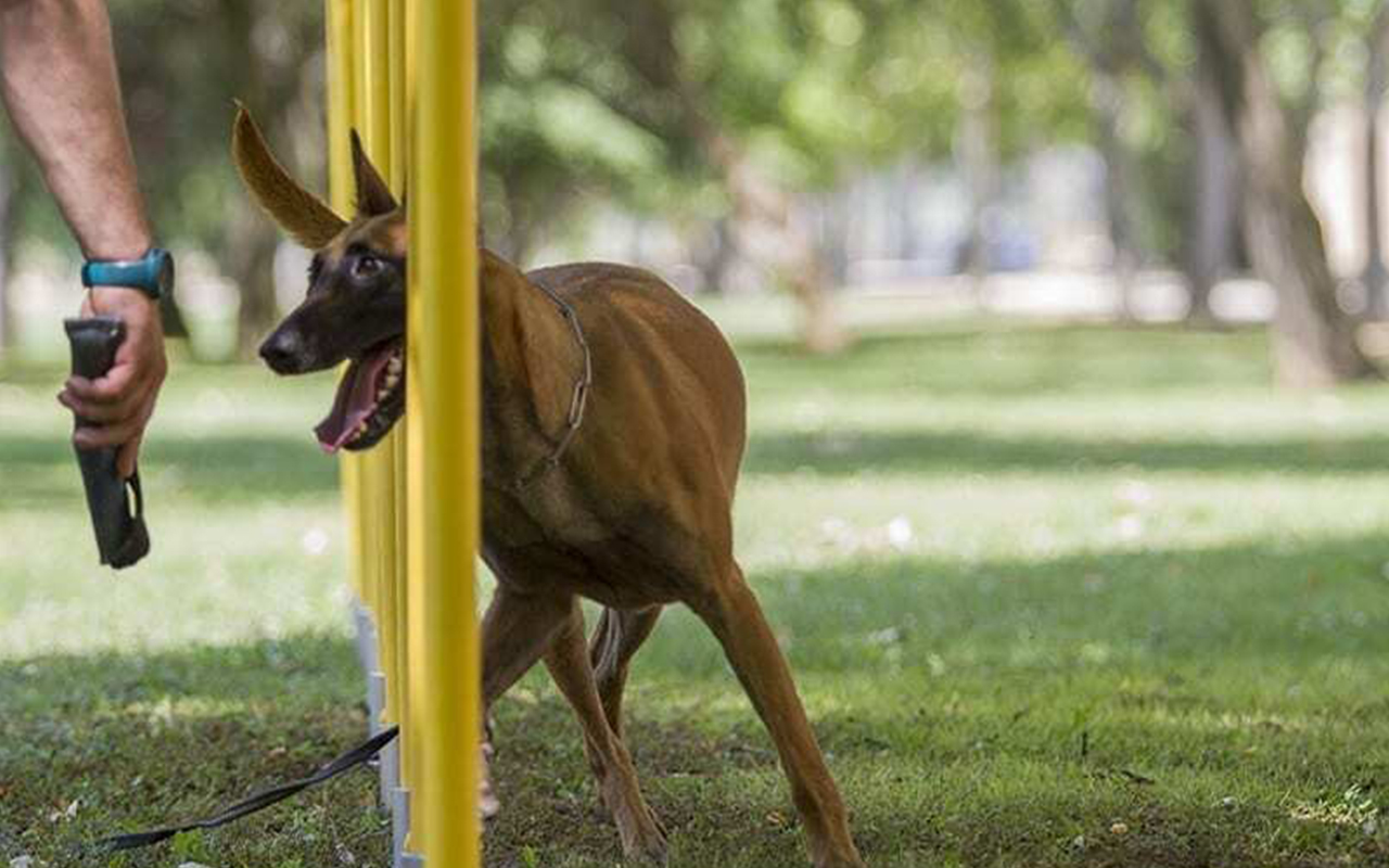 SLALOM - SLALOM - AGILITY DOG