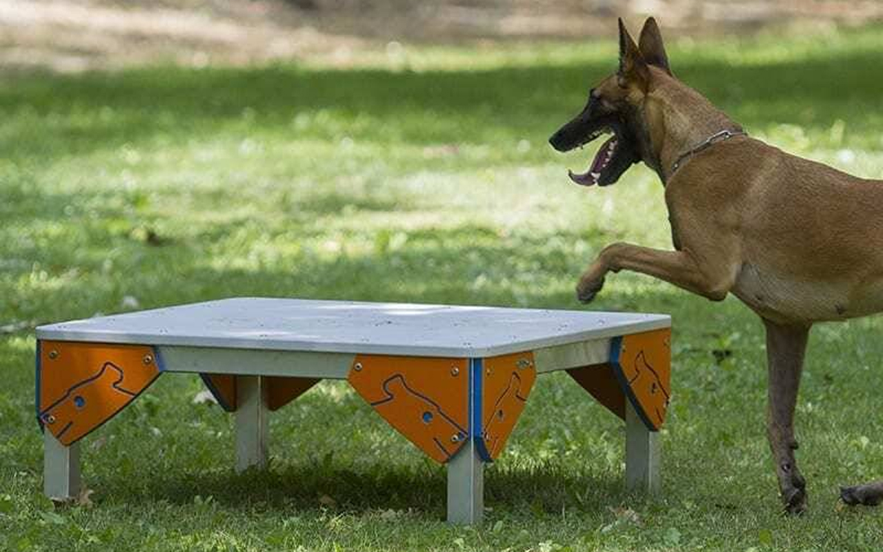 TABLE - TABLE - AGILITY DOG